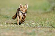 Red fox cub  in nature par Menno Schaefer Aperçu