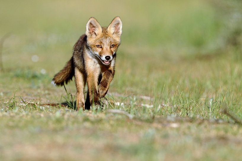 Red fox cub  in nature par Menno Schaefer