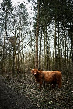 Schotse hooglander van Robbert Frie