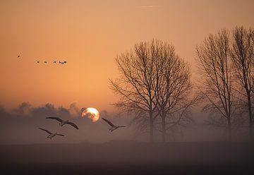 Geese in the fog during sunrise. by natascha verbij