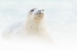 In een zandstorm van Loulou Beavers