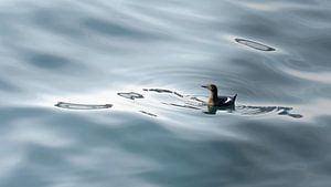 Eine Gryllteiste in der ruhigen See vor der Insel Jan Mayen