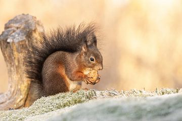 Écureuil d'hiver avec une noix sur KB Design & Photography (Karen Brouwer)