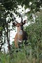 Deer in nature by Jennifer van Wijk thumbnail