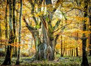 With Elven Eyes 48 by Lars van de Goor thumbnail