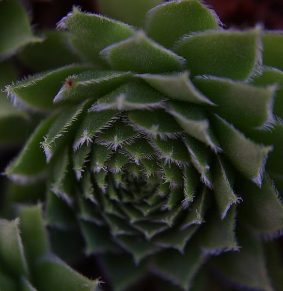 succulent by Ad Hage