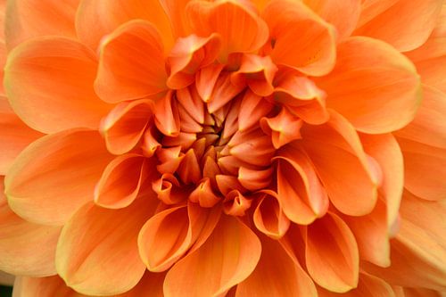Oranje Dahlia