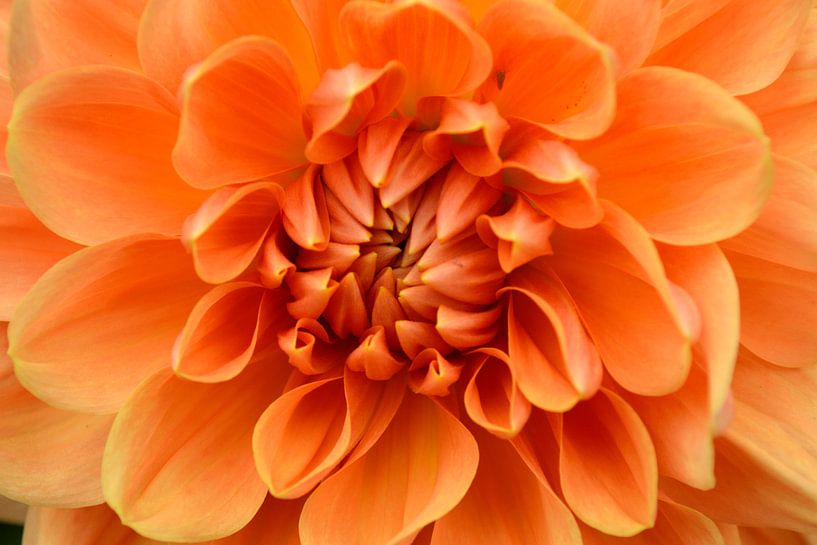 Oranje Dahlia van Susan Dekker