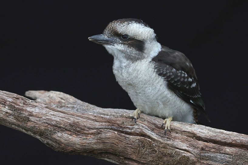 Kookaburra (Dacelo novaeguineae) van Ronald Pol