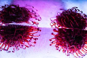 Leucospermum in Pink in Eis 1