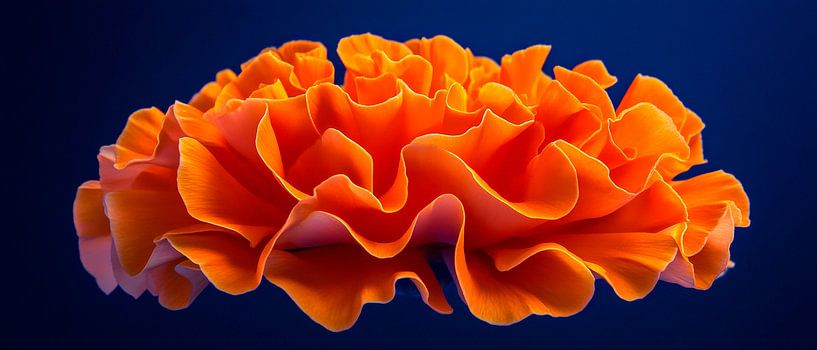 Levendige oranjebloesem van Poster Art Shop