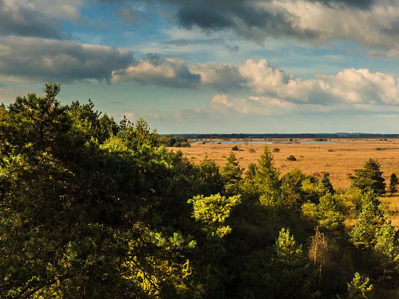 Waar bos in wijdsheid overgaat: het Fochteloërveen von Anneriek de Jong