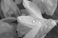 Narcis
