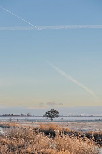 Eenzame boom in Friesland