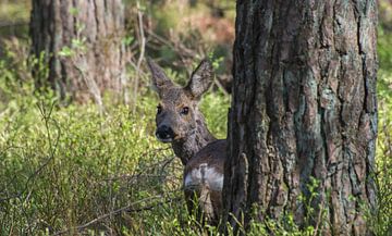 Roe deer on the Veluwezoom by Danny Slijfer Natuurfotografie