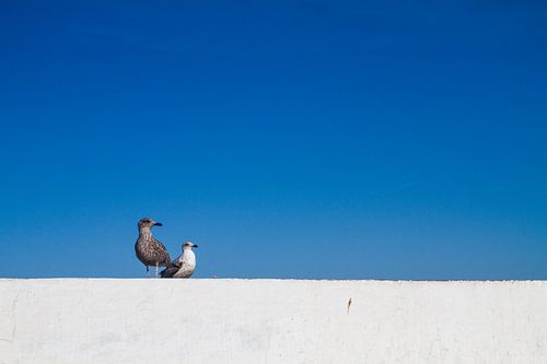 Zeemeeuwen op een kademuur