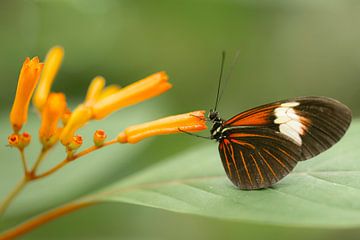 Vlinder Mangrove Burgers Zoo van Jerry Bouwmeester