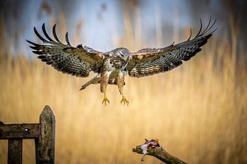 A buzzard coming to fly on its prey.