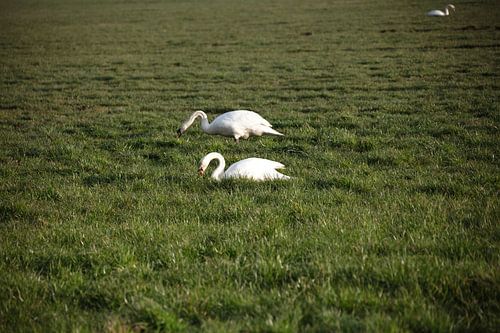 Twee zwanen op een weiland in Emsland