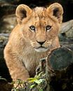 Un lionceau africain vous regarde par Patrick van Bakkum Aperçu