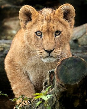 Un lionceau africain vous regarde sur Patrick van Bakkum