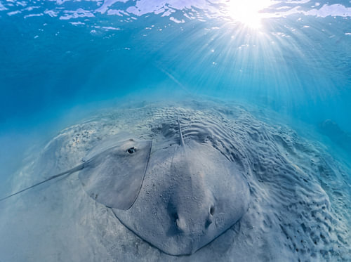 A stingray buried in the sand beneath a sunburst in shallow water