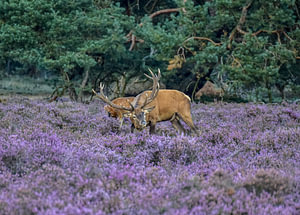 Edelhert op De Hoge Veluwe