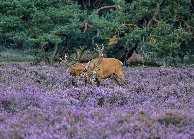 Red deer on The Hoge Veluwe by Elbertsen Fotografie