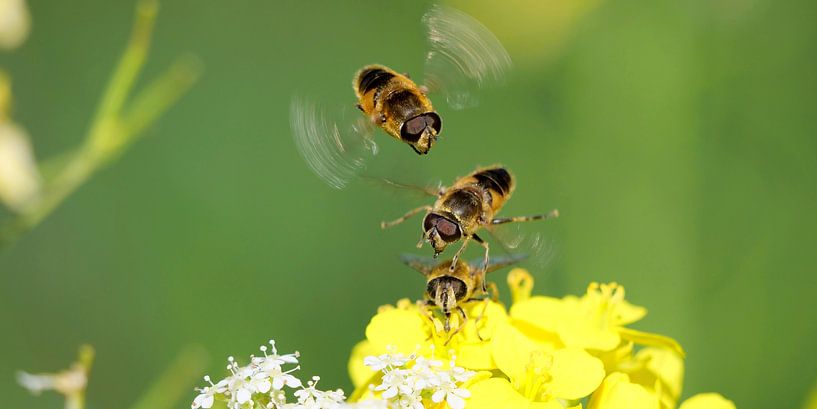 Hoverflies over flower by Maarten Heckman natuurfotografie
