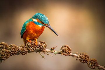 Kingfisher by Antwan Janssen