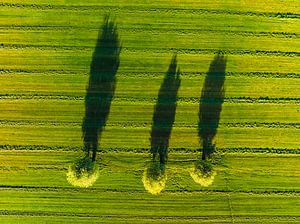 Willow trees in a freshly cut meadow seen from above