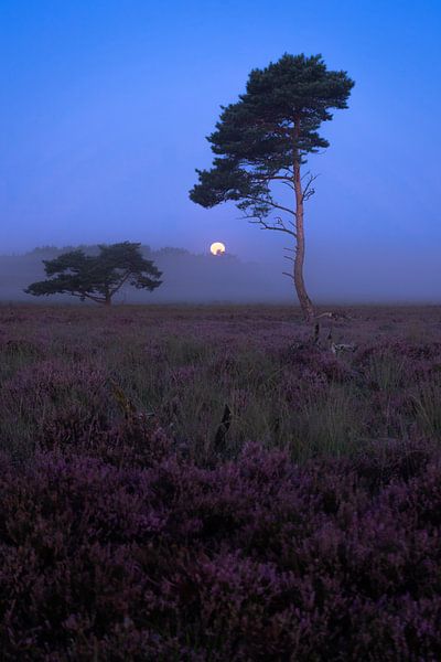 Volle maan in de mist vlak voor zonsopkomst op de Bussumerheide van Michiel Dros