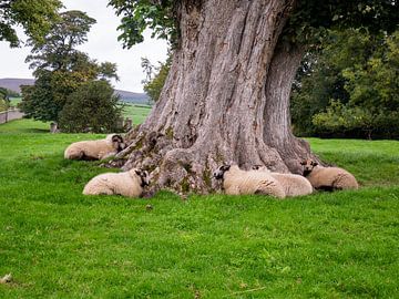 Schapen rusten bij dikke boom