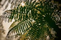 Under the palm tree in sepia, on the Azores