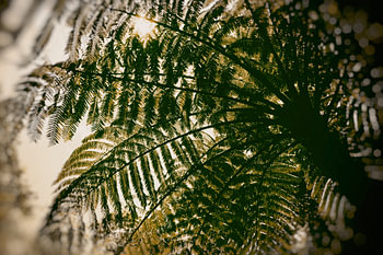 Unter der Palme in Sepia, auf den Azoren