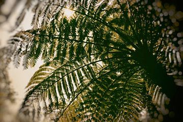 Onder de palmboom in sepia, op de Azoren van Caught By Light