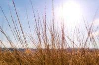 Zonnestralen in het Gouden Grasland