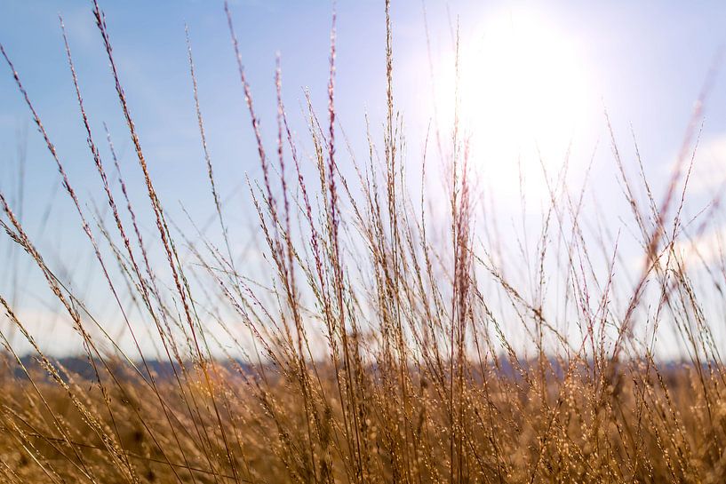 Zonnestralen in het Gouden Grasland van Emmory Schröder