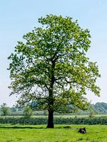 Oude eik in de seizoenen - Lente