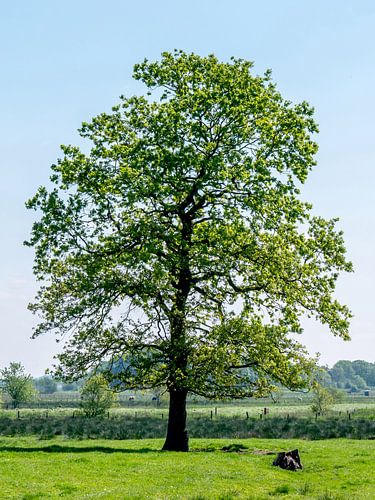 Oude eik in de seizoenen - Lente
