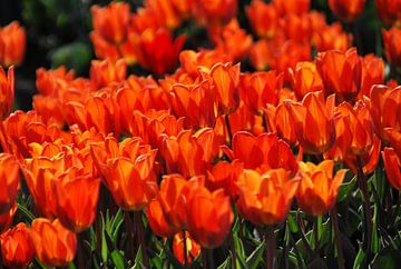 Orangefarbene Tulpen im Feld - Teil 2 von Homemade Photos
