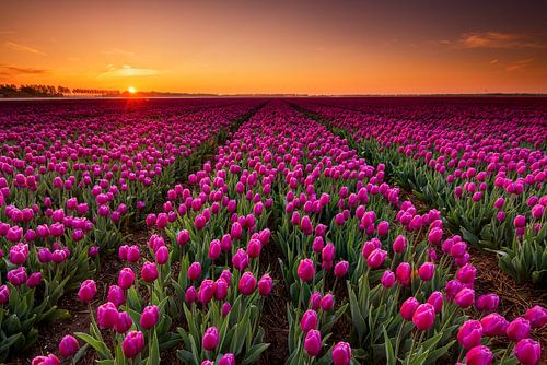 Paarse tulpen en een schitterende zonsopkomst