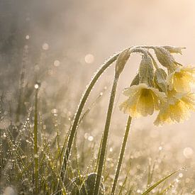 Lentebloem in de ochtenddauw 3 - de sleutelbloem van Christina Bauer Photos