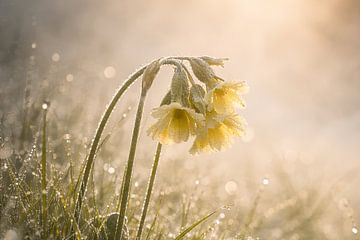 Spring flower in the morning dew 3 – the cowslip by Christina Bauer Photos