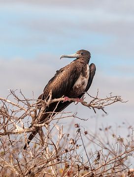 Amerikaanse fregatvogel von Maarten Verhees