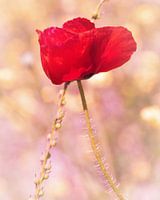 Coquelicot !