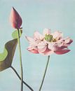 Lotus, Ogawa Kazumasa von Meisterhafte Meister Miniaturansicht
