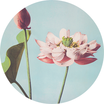 Lotus, Ogawa Kazumasa