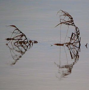 Minimalisme en eau douce