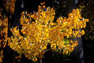 Amerikaanse Aspen bomen in de herfst van Adelheid Smitt